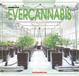 EVERCANNABIS October 2017